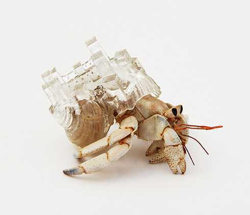 Why Not Hand Over a -Shelter- to Hermit Crabs？