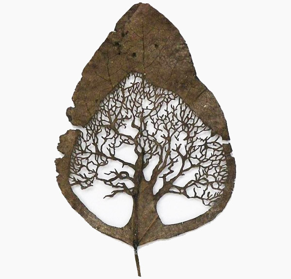 lorenzo duran leaf art