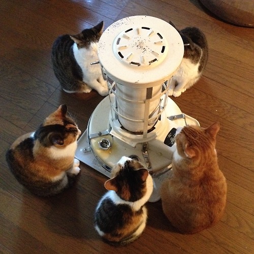 ストーブを囲む猫