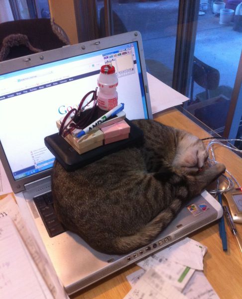 猫が仕事の邪魔をするので、積み上げてやった。